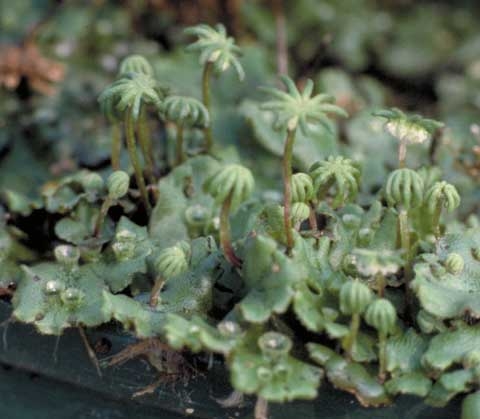 Marchantia polymorpha L. Spore Stalk