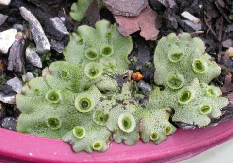 Marchantia polymorpha L.