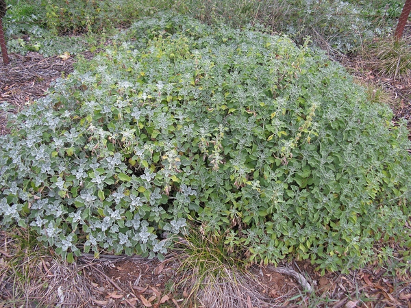 Form