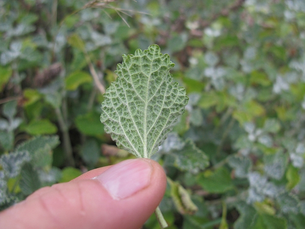 Underside of leaf