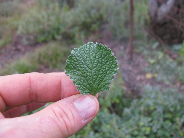Leaf