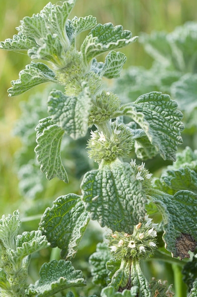 Leaves