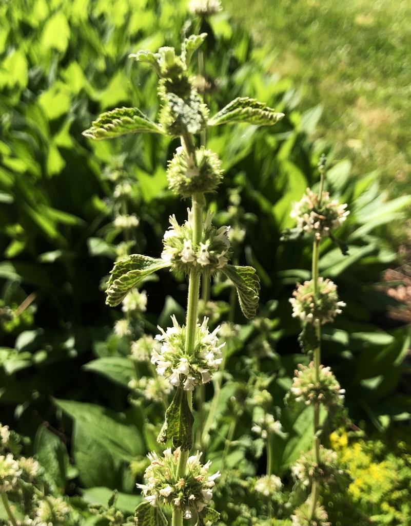 Flowers - May - Wake Co., NC