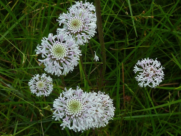 Marshallia graminifolia