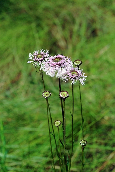 Marshallia graminifolia