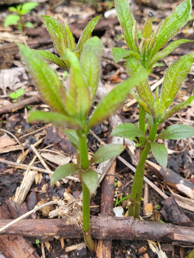 Emerging plant