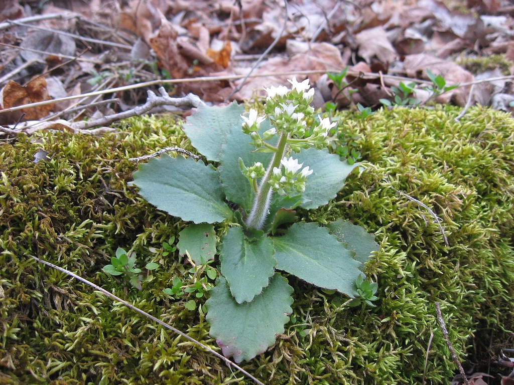 Saxifraga virginiensis
