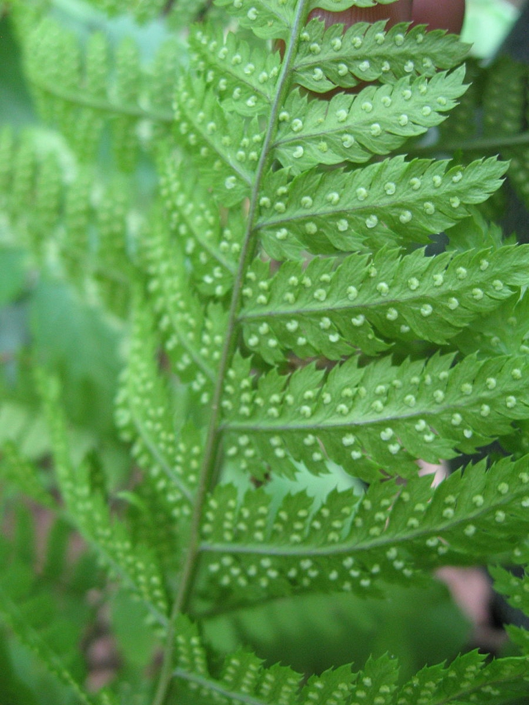 Close up of fronds