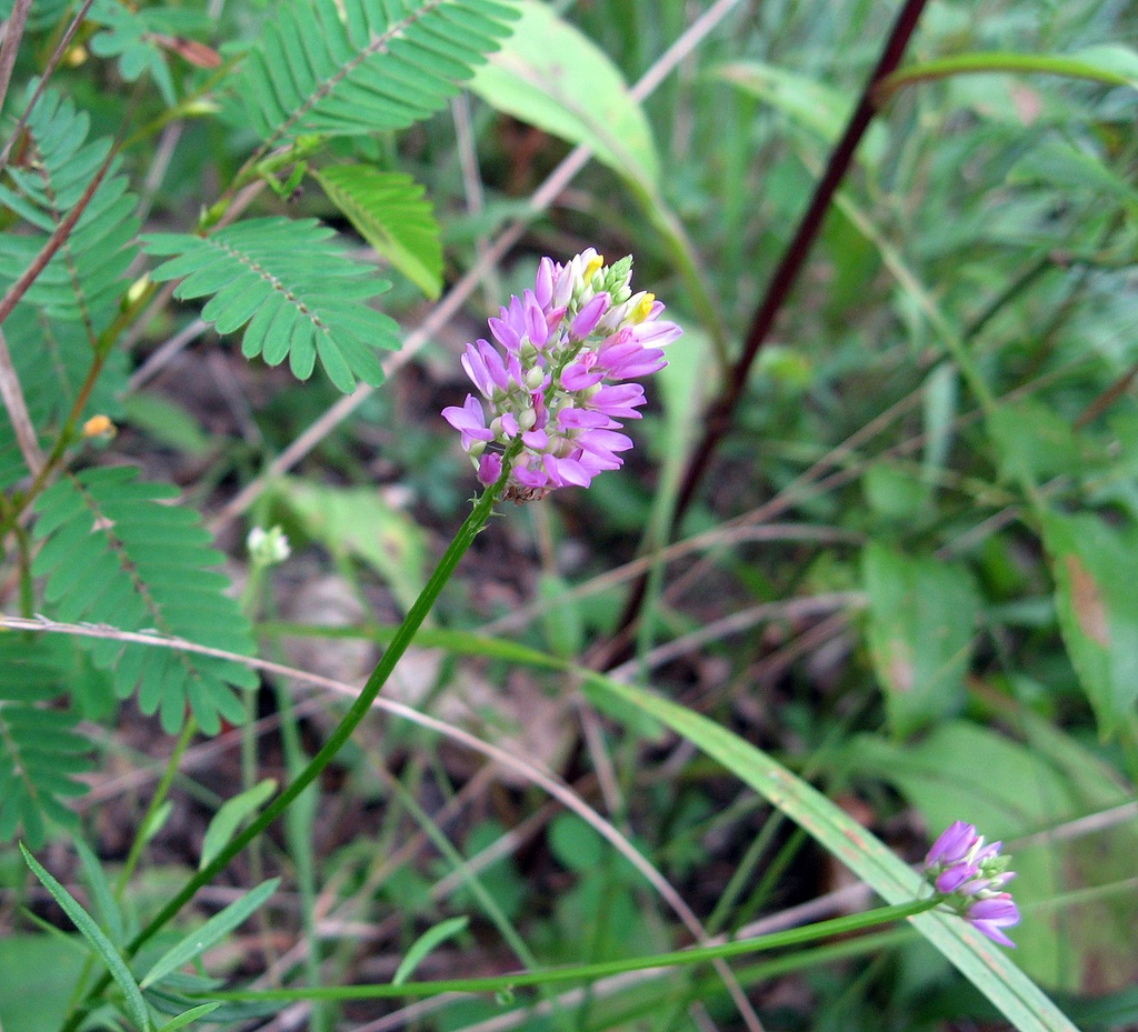 low-growing plant with pink inflorescences.