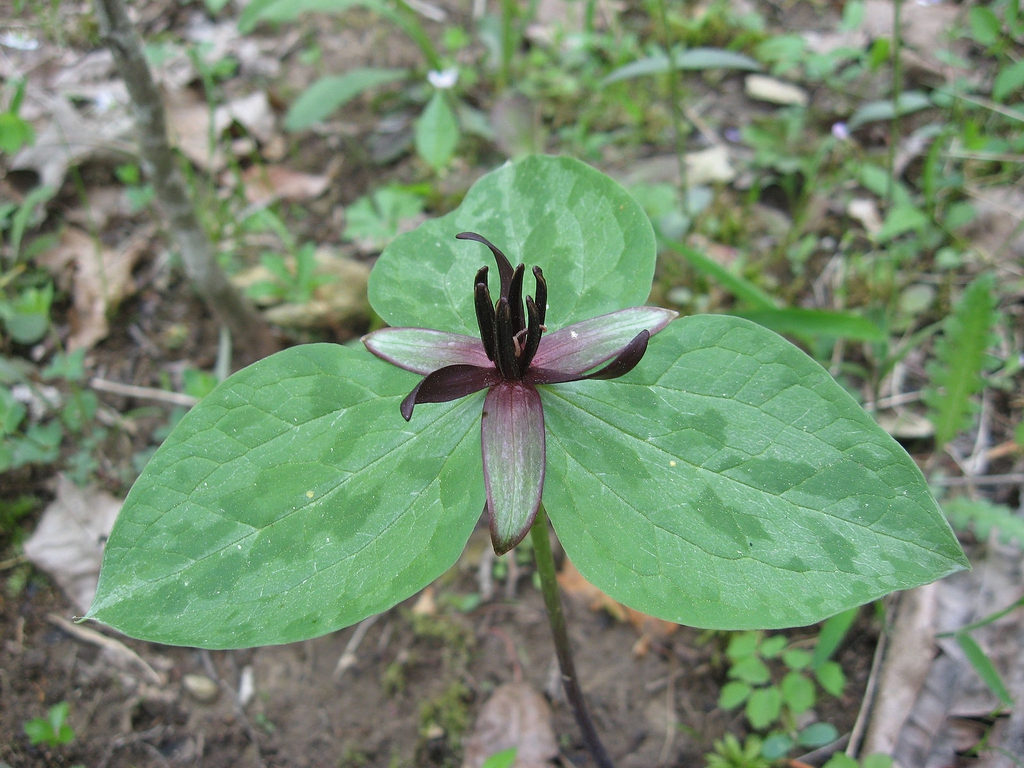 Flower with bracts