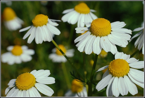 Matricaria recutita