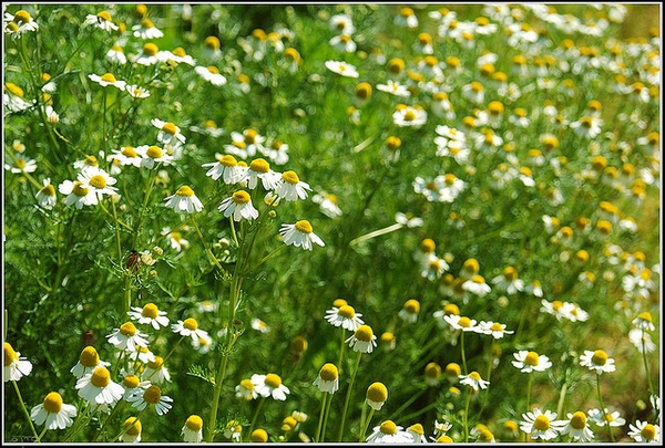 Matricaria recutita