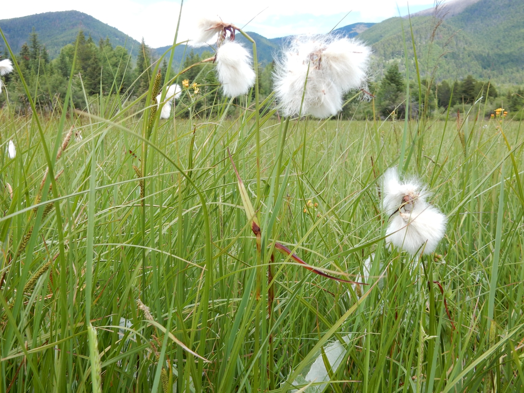 Eriophorum angustifolium