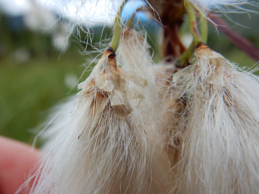 Eriophorum angustifolium