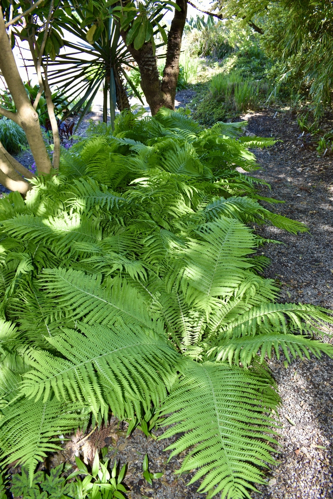 fern.