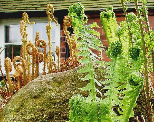 curled, emerging fronds.