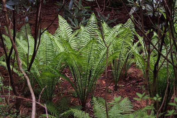 fern.