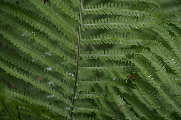fronds.