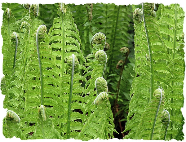 curled, emerging fronds.
