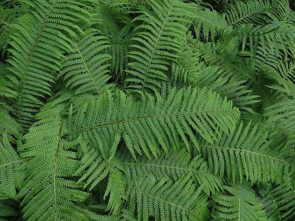 fronds.