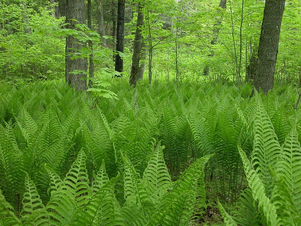 fern.