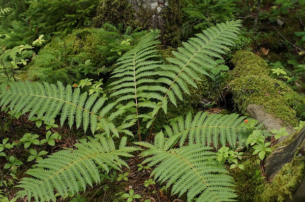 fern.