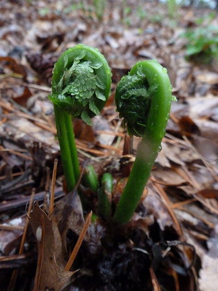 curled, emerging fronds.
