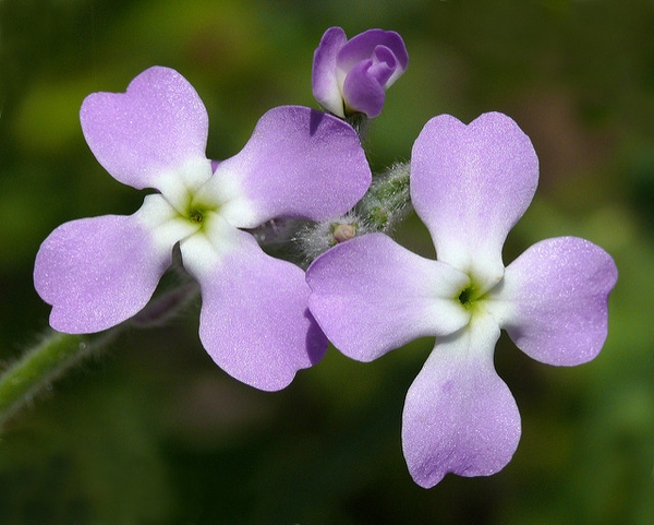 Matthiola incana