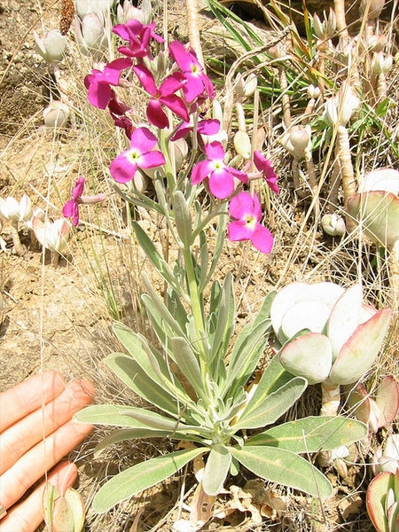 Matthiola incana