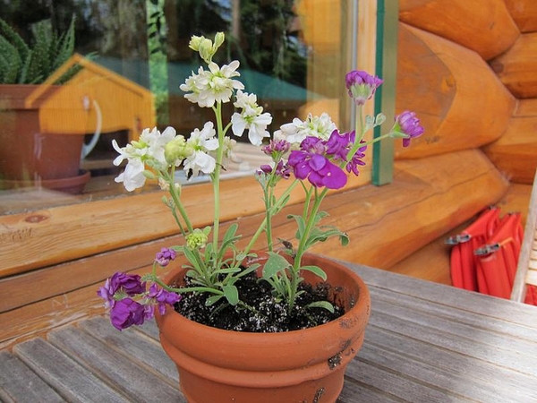 Matthiola incana