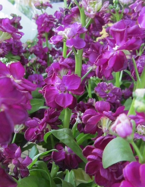 Matthiola incana