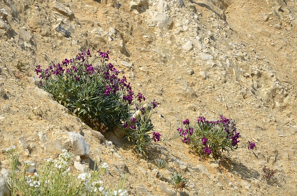 Matthiola incana