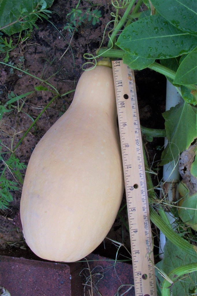 Cucurbita moschata