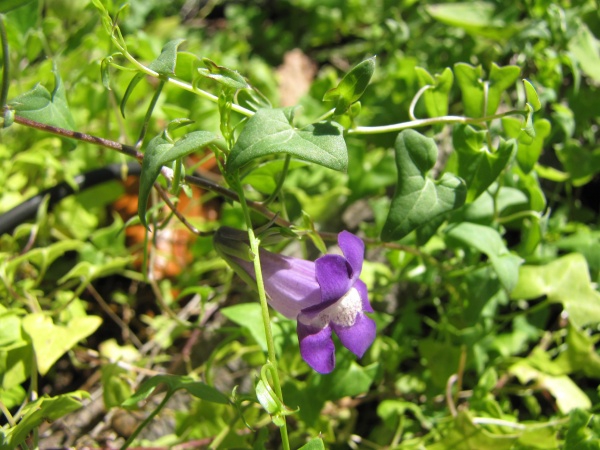 flower and form