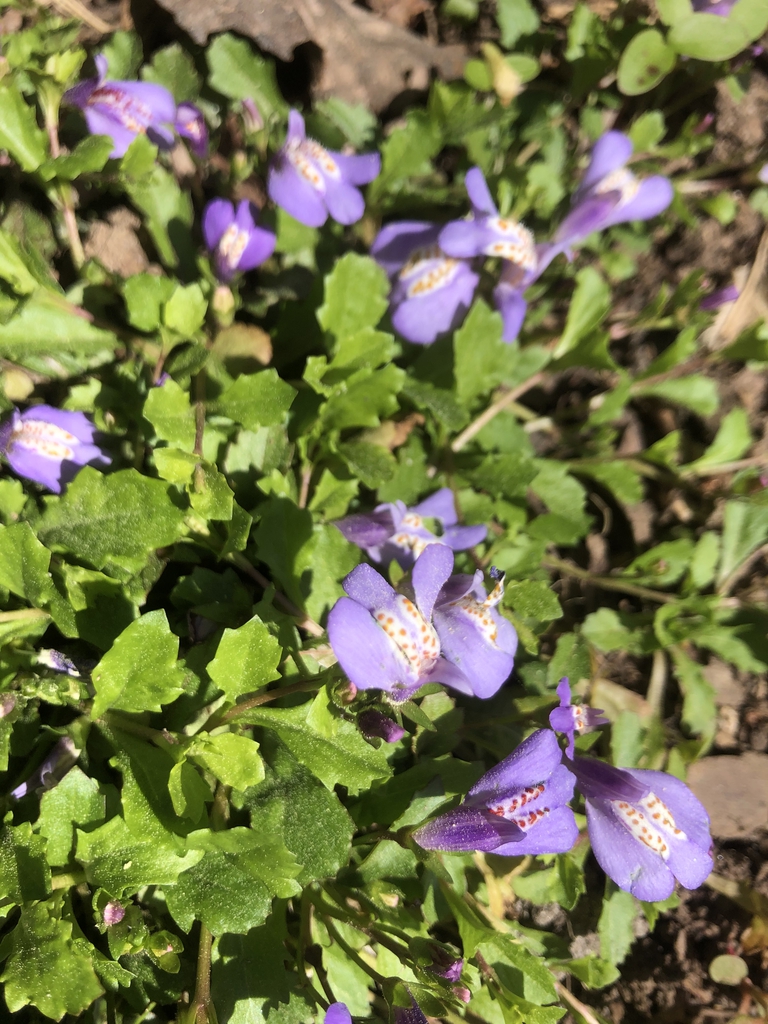 Closeup of flower & leaves April Wake County NC