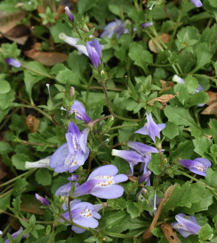 Flowers - Wake Co., NC
