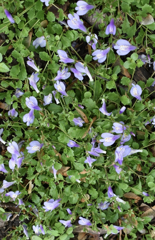 Form - Wake Co., NC