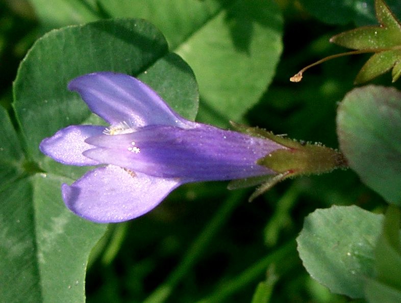 Mazus miquelii flower from the side