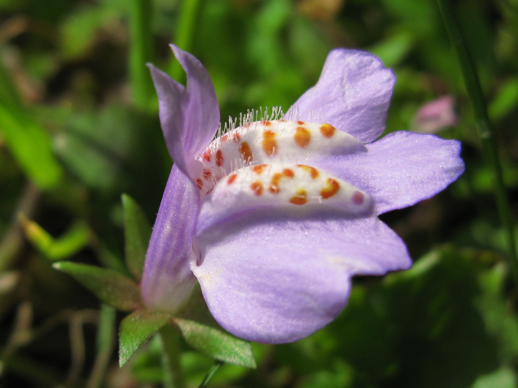 flower close up