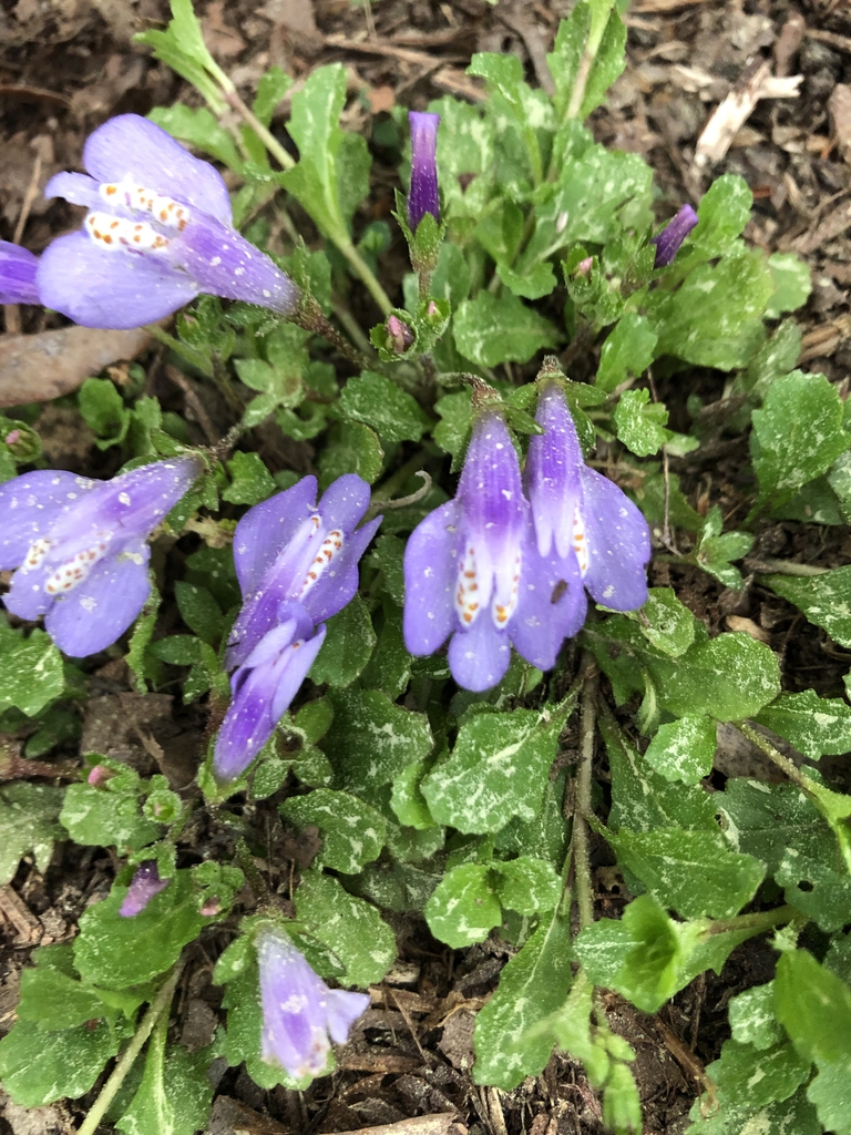Mazus miquelii