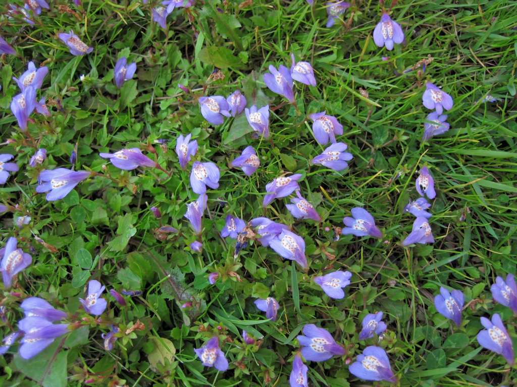 Mazus reptans flowers