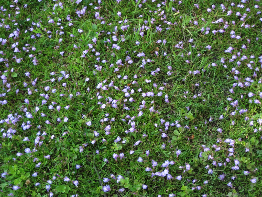Mazus reptans form
