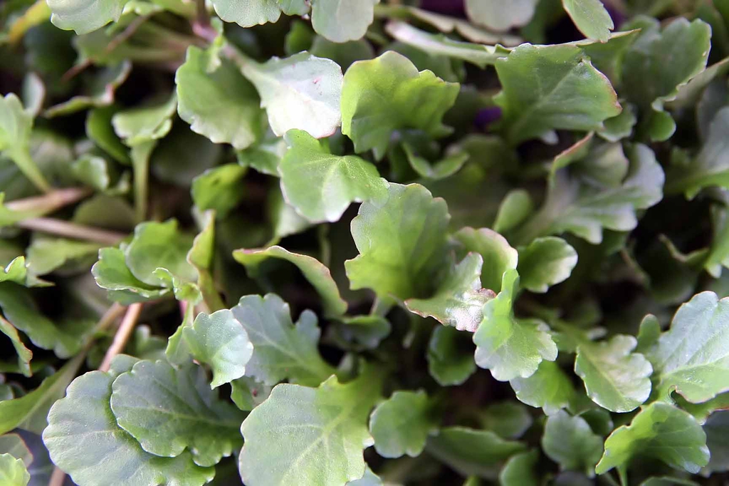 leaves