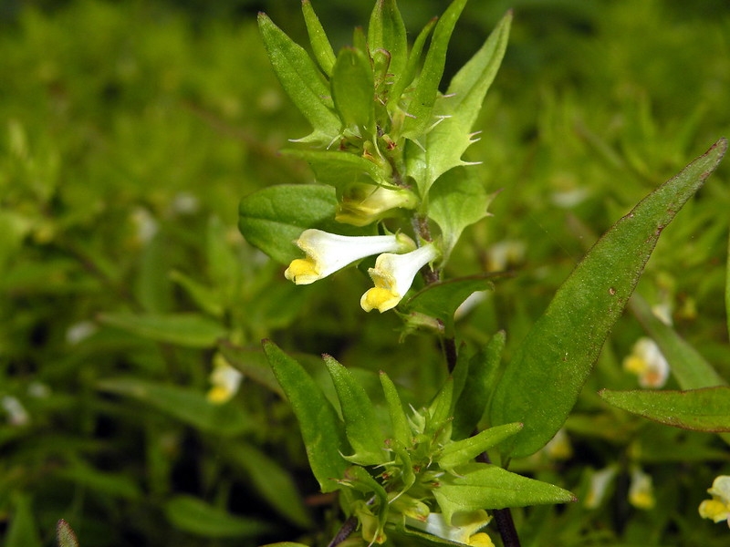 Leafy shoot bearing a yellow and white tubular flower.