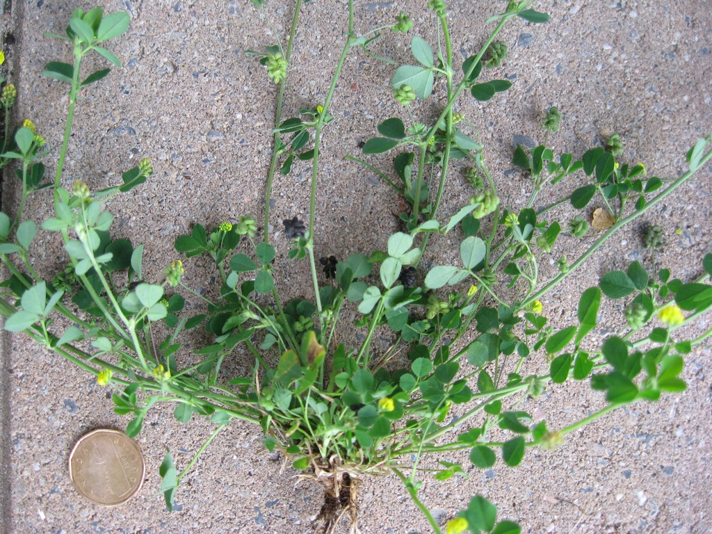 Whole Plant Pulled Out of the Ground