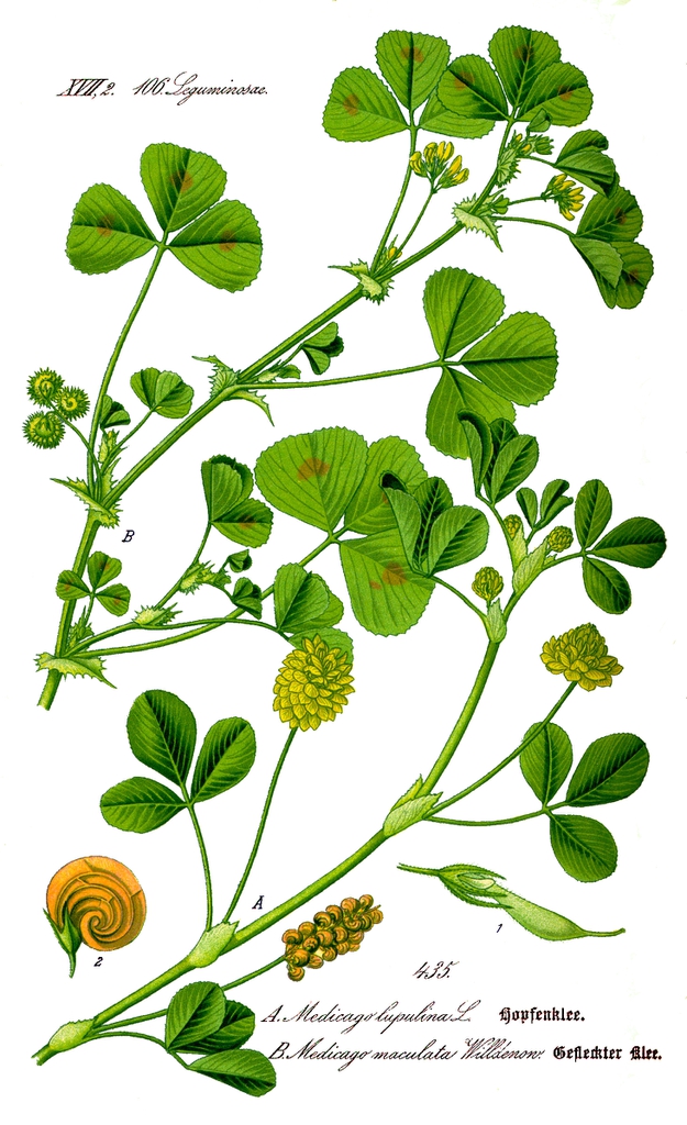 Botanical Illustration
