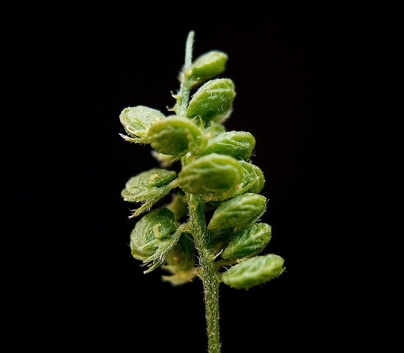 Seedpod
