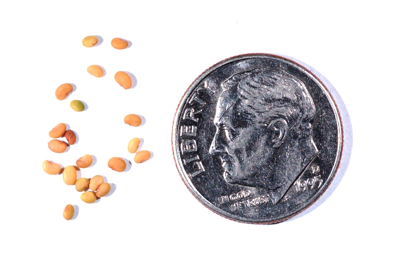 Seeds