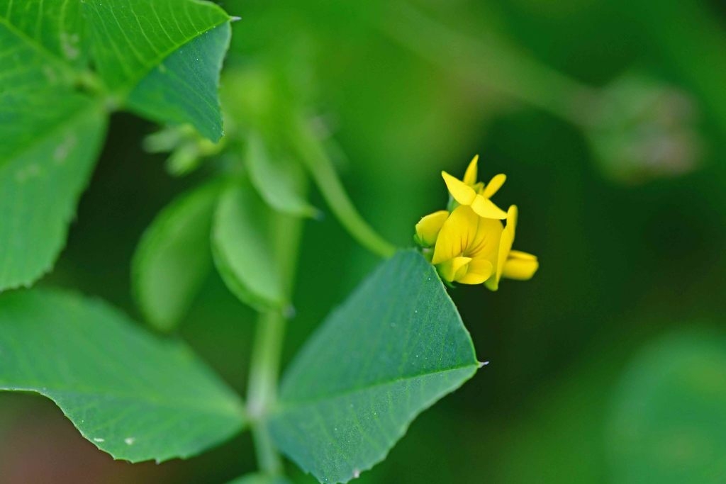 Yellow 2-lipped flower in a cluster