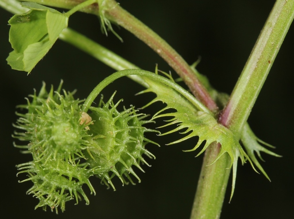 This shows the coiled nature of the fruit with burrs